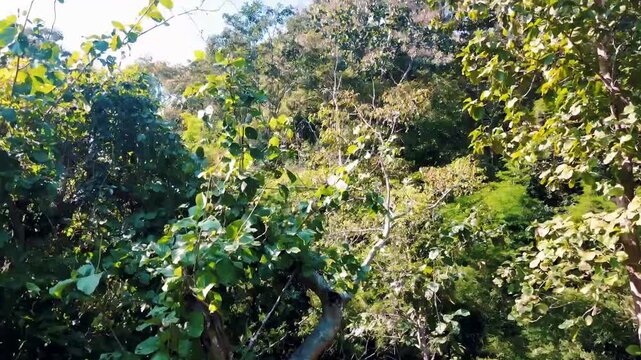 Aerial tropical forest landscape around Mae Sae Waterfall Chiang Mai