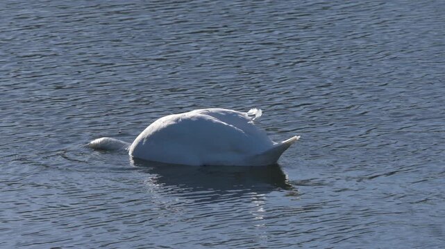 Mute Swan (Cygnus olor) taking its head out of the water after feeding, water dripping from its head, backlit. February, Kent, UK [Slow motion x5]