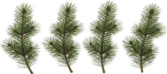 Obraz premium Realistic Pine Tree Branch Set Vector Illustration Featuring Evergreen Conifer Sprigs Isolated on White Background for Nature and Winter Design