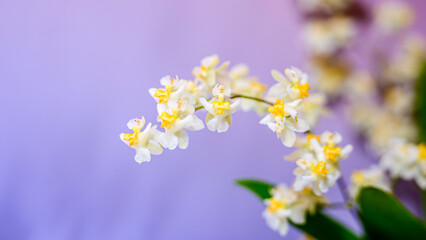 オンシジューム・トゥインクルの花
