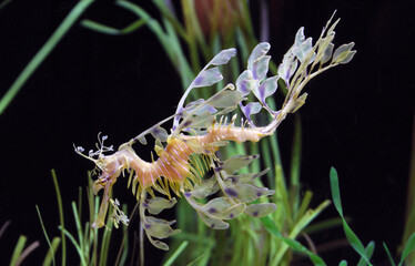 This image shows a Leafy Seadragon (Phycodurus eques), a marine fish related to seahorses.  © jason