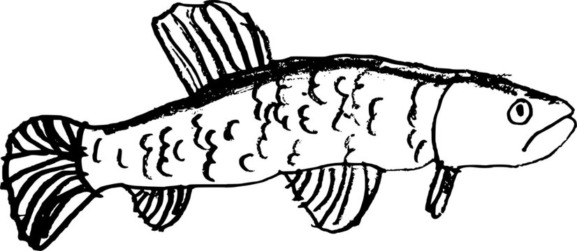 Hand drawn child's illustration of Brazilian Trahira wolf fish isolated on white. Vector sketch of Hoplias malabaricus freshwater fish in primitive ink style.