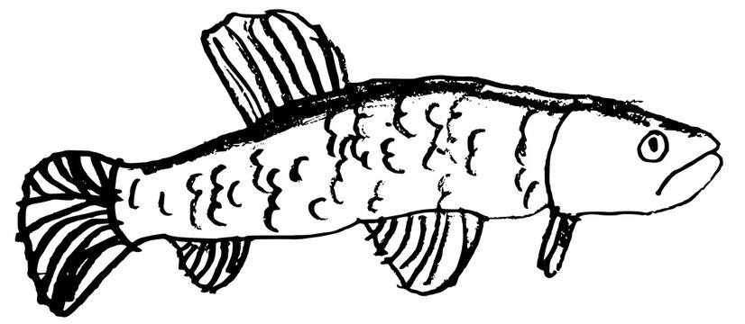 Hand drawn child's illustration of Brazilian Trahira wolf fish isolated on white. Vector sketch of Hoplias malabaricus freshwater fish in primitive ink style.