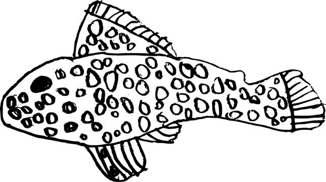 Hand drawn spotted Brazilian pleco catfish child's illustration isolated on white. Primitive vector sketch of a spotted aquarium fish in child's drawing style.