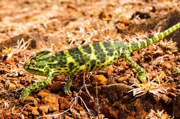 The Indian Chameleon, Chamaeleo zeylanicus in the forest.