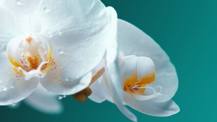white orchid on blue background © А Васильев