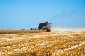 Fototapeta premium Combine harvesters in a field of wheat