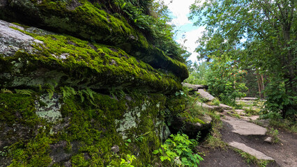 Trees growing on rocky ground. A natural landscape in a northern climate, on a sunny summer day