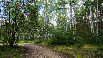 Fototapeta premium A forest landscape on a sunny summer day. An earthen path leading deep into the forest.