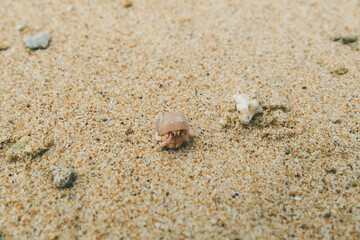 スリランカの砂浜を歩いているヤドカリ