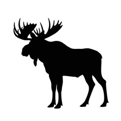 Obraz premium Silhouette of a majestic bull moose with large antlers standing against a white background, symbolizing wilderness and nature.