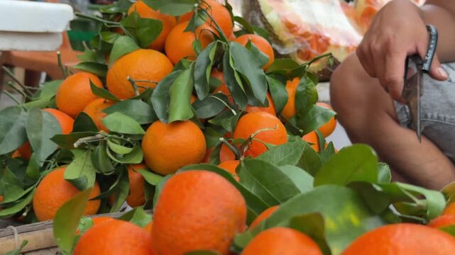 A vendor arranges ripe mandarins into a selling pile, with fruit trays and surrounding retail activity visible across the open market area. Street trading.