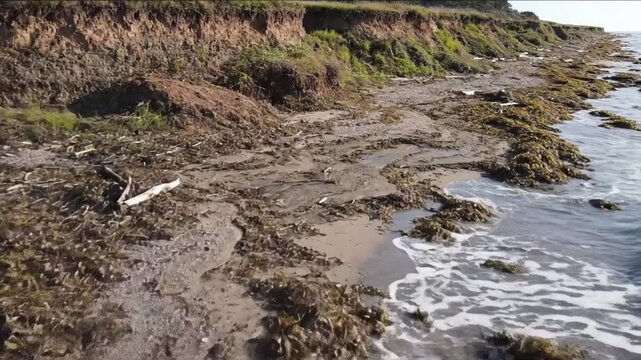 Seaweed and Driftwood Accumulation Medium aerial of the intertidal zone, showing large patches of decaying marine organic matter gently moving with the tide.