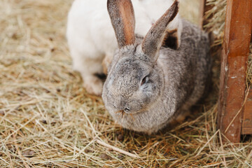 Gray rabbit sits on hay near a wooden structure at a farm © Maria