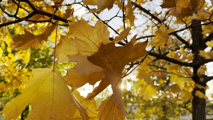 Golden maple leaves on tree branches gently swaying in the wind with sunlight at background. Lush autumn yellow foliage swinging on the breeze at forest. Beautiful colorful fall season. Close up