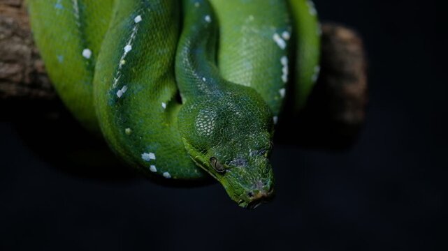 Green tree pythons are non-venomous snakes that can get to 5&ndash;6 feet in length. They appear in a variety of green shades with broken white or yellow stripes down their backs. This provides good camoufl