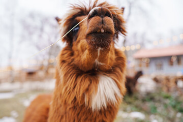 Fototapeta premium Brown alpaca looks at the camera in a snowy farm setting