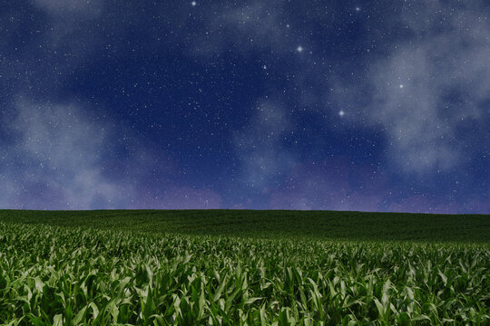 Stars shine above a field of corn under the night sky in a rural area