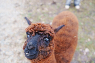 Fototapeta premium Close up of a brown alpaca looking at the camera in a field