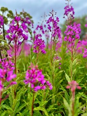 Naklejka premium Flowering Ivan-tea in the field. Ivan-tea at sunset. Natural landscape.