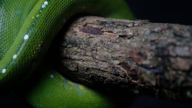 Green tree pythons are non-venomous snakes that can get to 5&ndash;6 feet in length. They appear in a variety of green shades with broken white or yellow stripes down their backs. This provides good camoufl