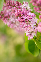 Pink lilac flowers in soft spring light. Spring floral background with copy space.