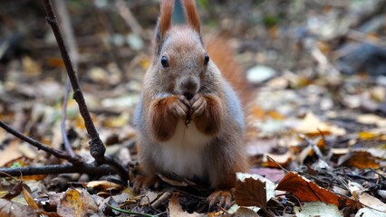 Wild fluffy squirrel gnawing nuts at forest. Cute brown rodent eating found walnuts at autumn park. Portrait to small sciurus chewing food outdoor. Concept of wildlife
