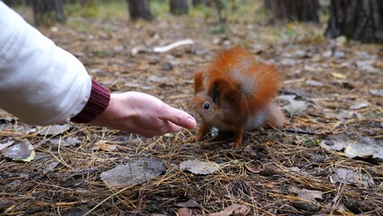 Wild cute squirrel sniffing nuts from female arm at forest. Curious fluffy rodent snuffing food from hand of young girl outdoor. Woman feeding small sciurus to walnuts at autumn park. Slow motion
