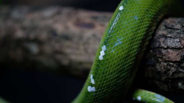 Green tree pythons are non-venomous snakes that can get to 5&ndash;6 feet in length. They appear in a variety of green shades with broken white or yellow stripes down their backs. This provides good camoufl