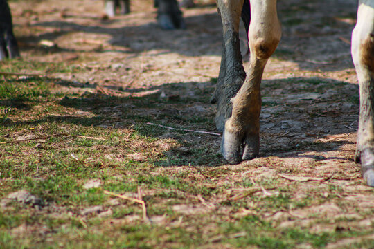 Close-up of Domestic Cow Hooves Walking on Rural Ground