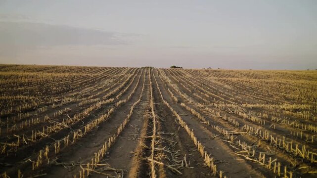 Harvested seed field background with slow passing shadow over evenly spaced rows