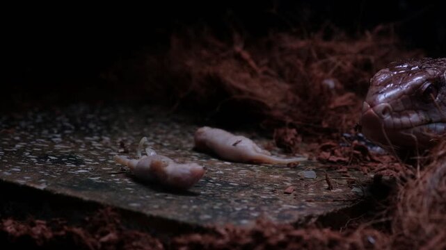 The "panana lizard" is known in English as the Blue-tongued Skink (specifically Tiliqua gigas or Indonesian Blue-tongued Skink). It is a large, non-poisonous lizard, typically 30-50 cm long, native to