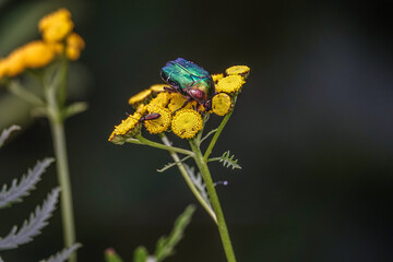 gr&uuml;ner K&auml;fer auf gelber Bl&uuml;te