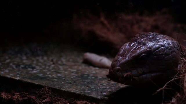 The "panana lizard" is known in English as the Blue-tongued Skink (specifically Tiliqua gigas or Indonesian Blue-tongued Skink). It is a large, non-poisonous lizard, typically 30-50 cm long, native to