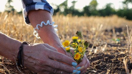 Female hands of farmer planting beautiful yellow flower in the ground at summer season. Arms of agronomist caring for small seedling at sunset. Concept of agricultural business. Slow motion