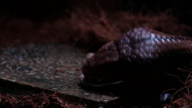 The "panana lizard" is known in English as the Blue-tongued Skink (specifically Tiliqua gigas or Indonesian Blue-tongued Skink). It is a large, non-poisonous lizard, typically 30-50 cm long, native to