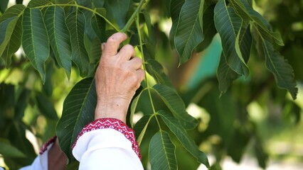 Senior male in traditional vyshyvanka examining green raw walnuts on tree at summer garden. Elderly ukrainian man an embroidered shirt exploring unripe nuts on branch. Concept of cultural heritage