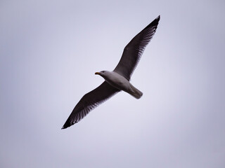 Fototapeta premium seagull in flight