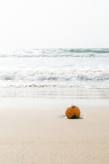 Obraz premium ビーチにおちているオレンジ色のココナッツ