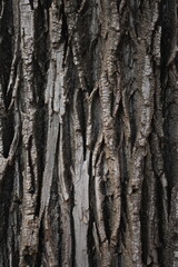 Obraz premium Detailed Textured Bark Surface of a Tree