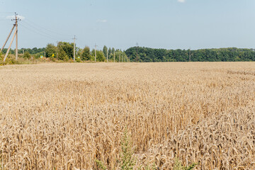 Vast golden wheat field under blue summer sky agriculture landscape