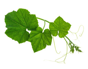 Firefly_Blue human eye ball isolated on transparent background - Firefly_Pumpkin leaves vine plant stem and tendri isolated on white background 