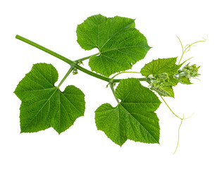 Fototapeta premium Firefly_Blue human eye ball isolated on transparent background - Firefly_Pumpkin leaves vine plant stem and tendri isolated on white background 