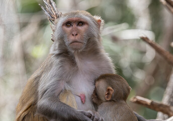 Female rhesus macaque monkey (Macaca mulatta) breastfeeding her infant at Silver Springs State Park in Florida