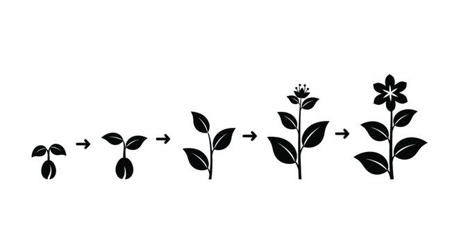 Plant life cycle progression illustrated in a striking black silhouette