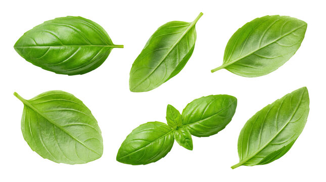 Fresh green basil leaves arranged in various positions on a white background for culinary use product shot isolated