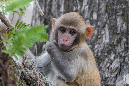 A baby rhesus macaque monkey (Macaca mulatta) sitting on a log in Silver Springs State Park in Florida