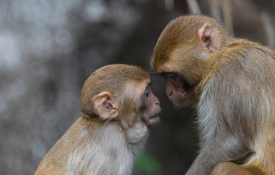 A mother rhesus macaque monkey (Macaca mulatta) shares an intimate moment with her baby at Silver Springs State Park in Florida