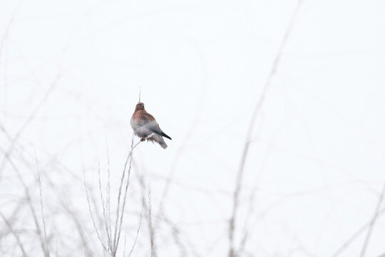 A lone bird of prey froze on a thin branch, waiting for prey. The minimalistic winter landscape in a high key with a blurred white background highlights the stern grace of the feathered hunter. 