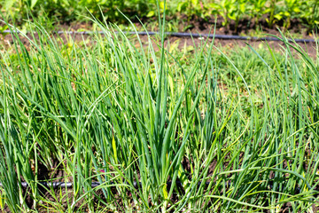 Obraz premium Fresh green onions grow in a garden bed under the sun. vegetable farming, organic gardening, home harvest